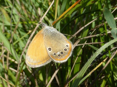 Chestnut Heath