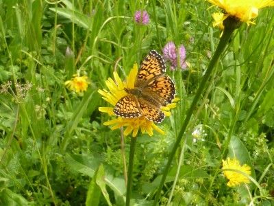 One of the very many freshly emerged basking Titania's Fritillary