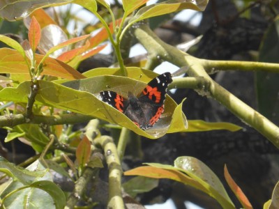 Canary Red Admiral