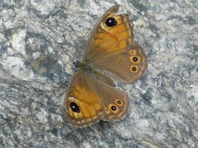 Large Wall Brown