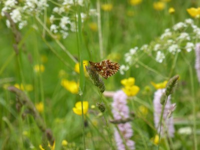 Titania's Fritillary (underside)