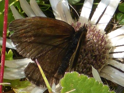 Probable Sooty Ringlet individual 3