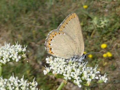 Spanish Purple Hairstreak, underside