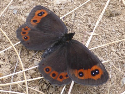 Chapman's Ringlet