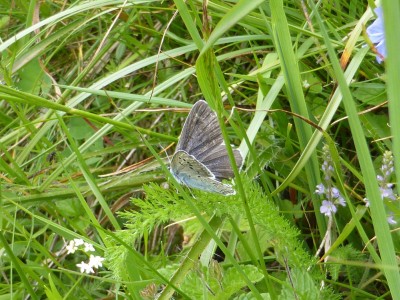 Large Blue - possibly form obscura?