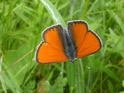 Purple Edged Copper