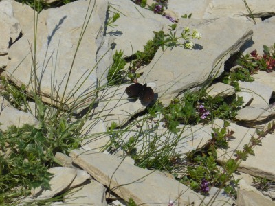 Lefebvre's Ringlet, photo 3