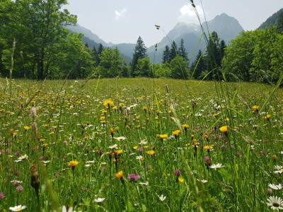 The floriferous meadows!