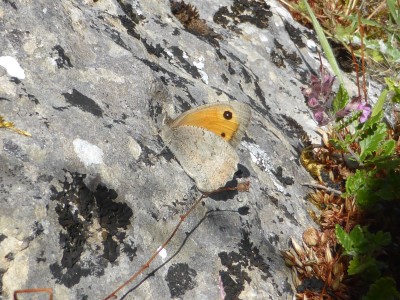 Dusky Meadow Brown