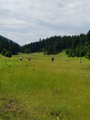 Large damp meadow in the morning