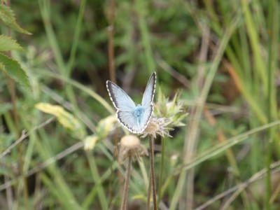 Spanish Chalkhill Blue, photo 2