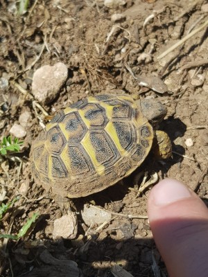 The tiny baby tortoise
