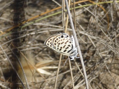 Common Tiger Blue, photo 1