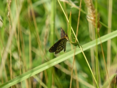 Large Chequered Skipper (underside)