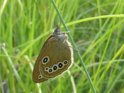 False Ringlet, photo 3