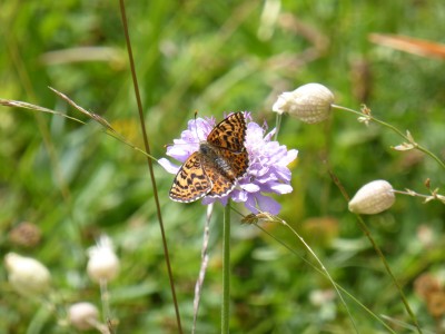 Lesser Spotted Fritillary