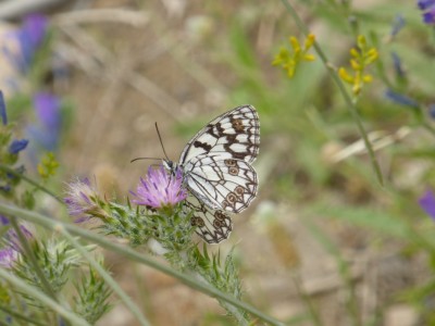 Spanish Marbled White