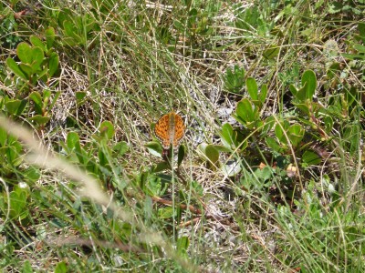 Twin Spot Fritillary