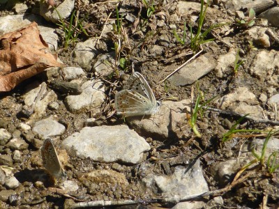 Spanish Chalkhill Blue