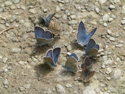 Puddling activity