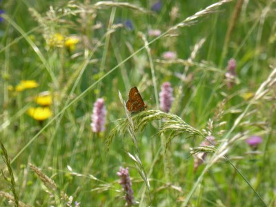 First (poor) photo of a Scarce Fritillary