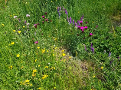 The flowers in the meadow