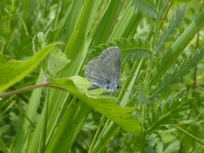 Provencal Short Tailed Blue