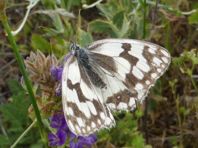 Iberian Marbled White