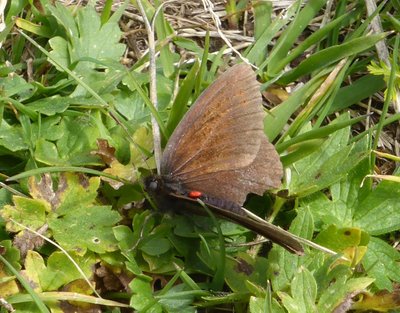 Probable Sooty Ringlet individual 1 (topside)