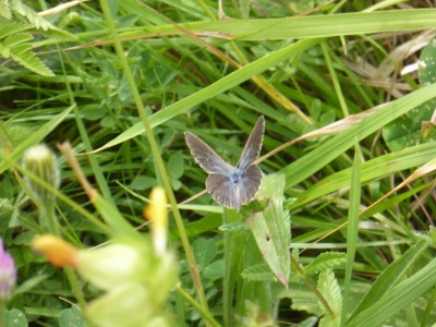 (Mountain) Alcon Blue, photo 1