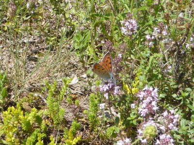 Purple Shot Copper