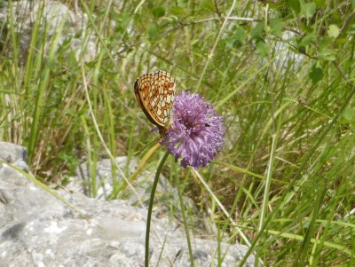 Twin Spot Fritillary (underside)