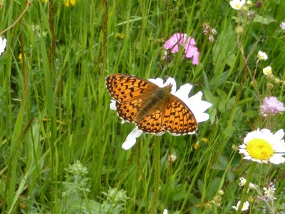 Titania's Fritillary (upperside)