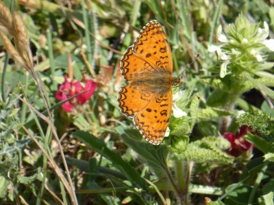 Aetherie Fritillary