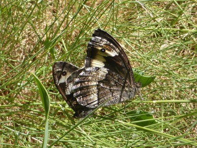 Woodland Grayling, mating