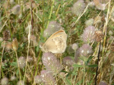 Small Heath, form lyllus