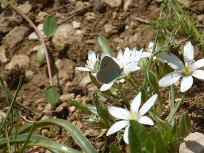 Green Underside Blue