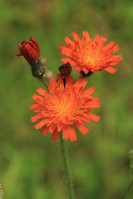 Fox and cubs - one of the many Wildflowers growing across the reclaimed ground