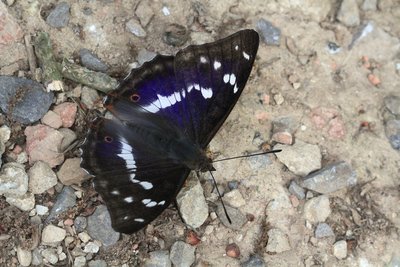 One of the few photos of the Purple Emperor on the path in the shade.