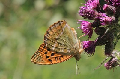 Silver-Washed Fritillary on Thistle