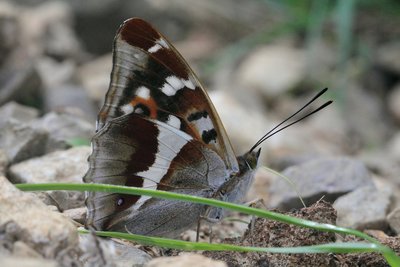 A close-up of the male on the path.