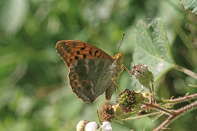 It was only by late afternoon that the Silver-Washed Fritillaries slowed down a little.