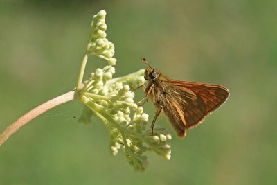 Large Skippers were the only butterflies that weren't hyperactive in the heat.