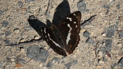 Purple Emperor upper wing (without purple showing!)