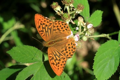 One of the many Silver-Washed Fritillaries darting about.