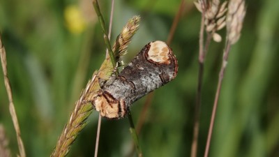 Buff Tip moth on grass stem