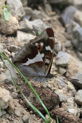 First view of a male Purple Emperor on the main ride