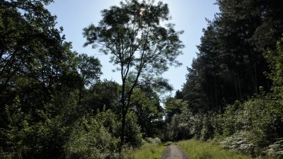 Oversley Woods in early morning - quite hot even early on.