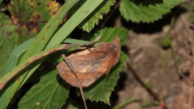Male Drinker Moth on path edges