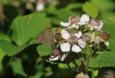 Good photographs are lovely but sometimes a poor ID shot is all you get (White-Letter Hairstreak).